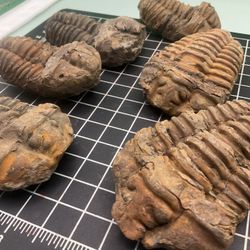 Fossils Trilobite 