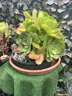 Succulents 
