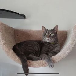 Wall mounted Cat Bed