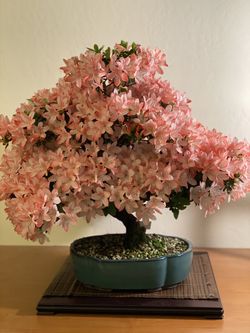 Japanese Satsuki Bonsai Starters