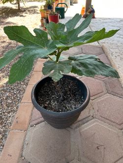 Black Mission Fig tree