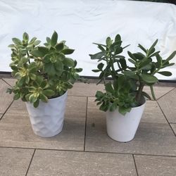 Kiwi, jade & aeonium succulents in 2 white ceramic pots