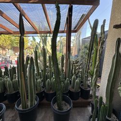 🌵 Giant 80” Tall  Madagascar Ocotillo Plant • Succulent • Cactus 🌵 