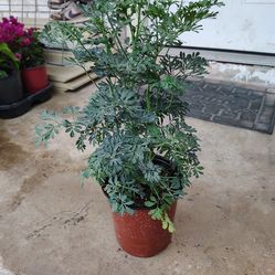 Beautiful planta de ruda one galon