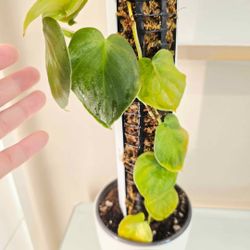 Philodendron weneri mini plant with moss pole
