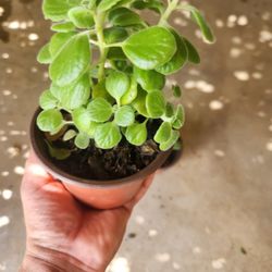 vick plant 