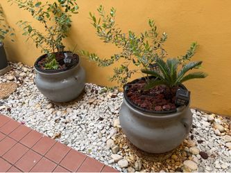 The Right side  pot -Plants arrangement with extra large pot