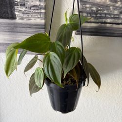 Philodendron Micans