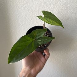 Arrowhead Syngonium Plant