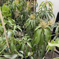 mango trees