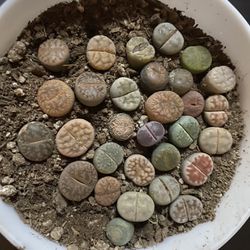Lithops Rooted 