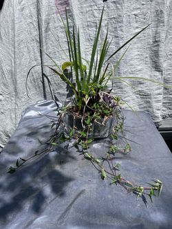 Plants