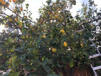 5 yellow lemons for a dollar /amarilla leámonos 5por un dólar
