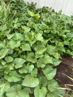 Sweet potato vine