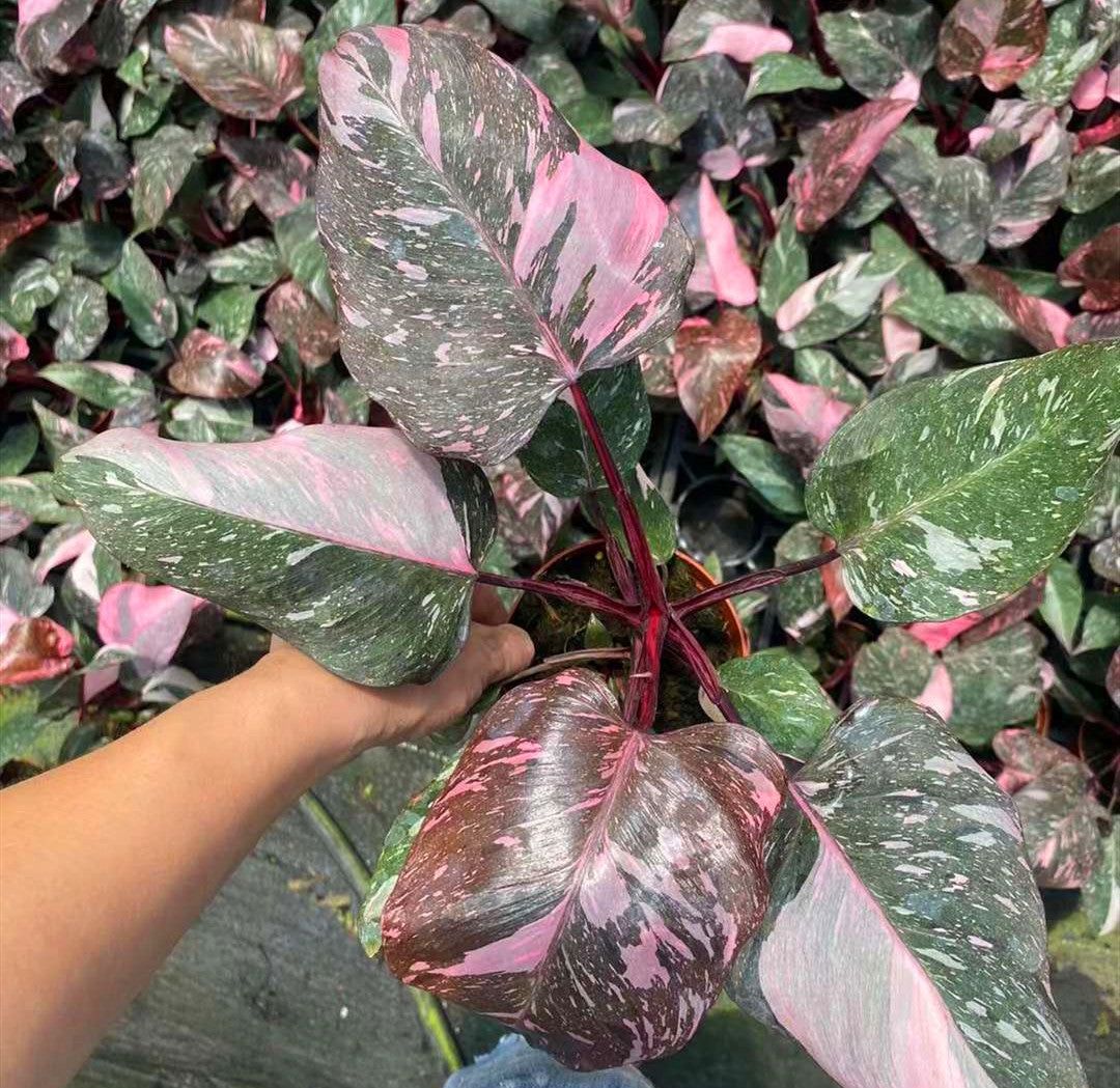 Philodendron Pink Princess Marble – Rare Variegated Aroid Starter Plant, Live Indoor Tropical Plant (No Pot)