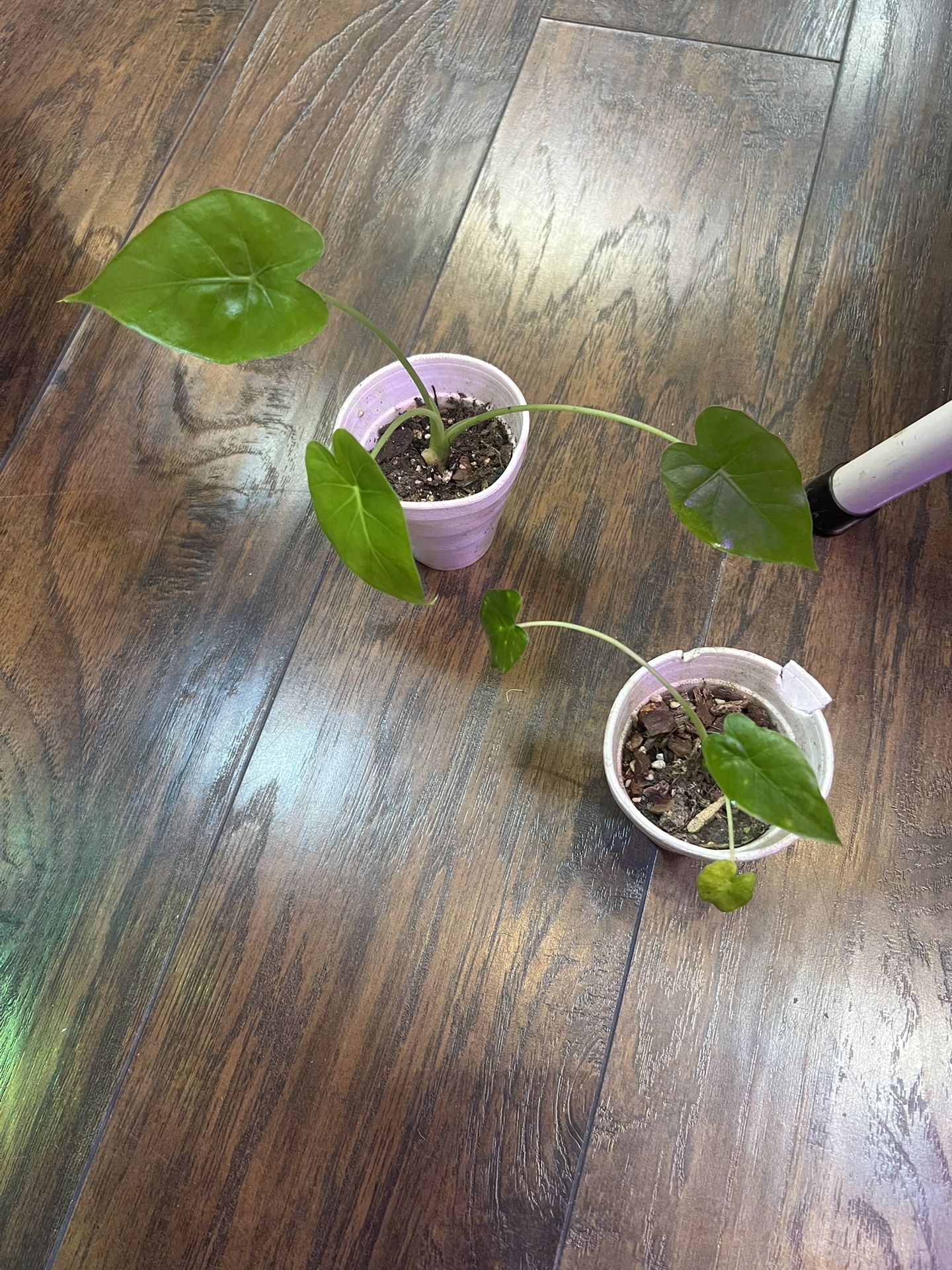 Alocasia Plants (pls Read Description Below)