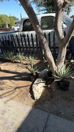 Plants for sale