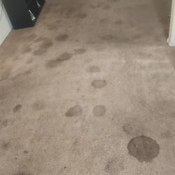 Carpet/ C134N 