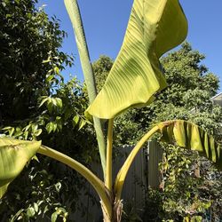 Ice Cream Banana Plant – 6 ft Tall 🌱🍌