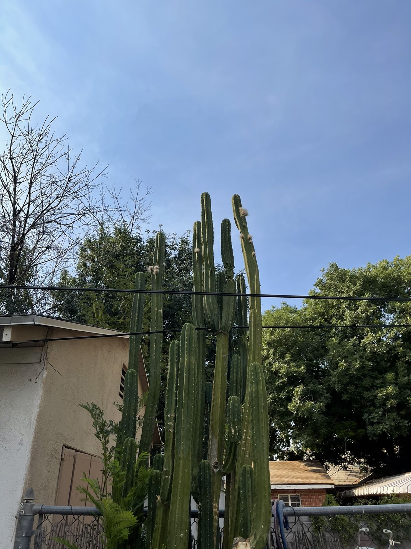 San Pedro Cactus
