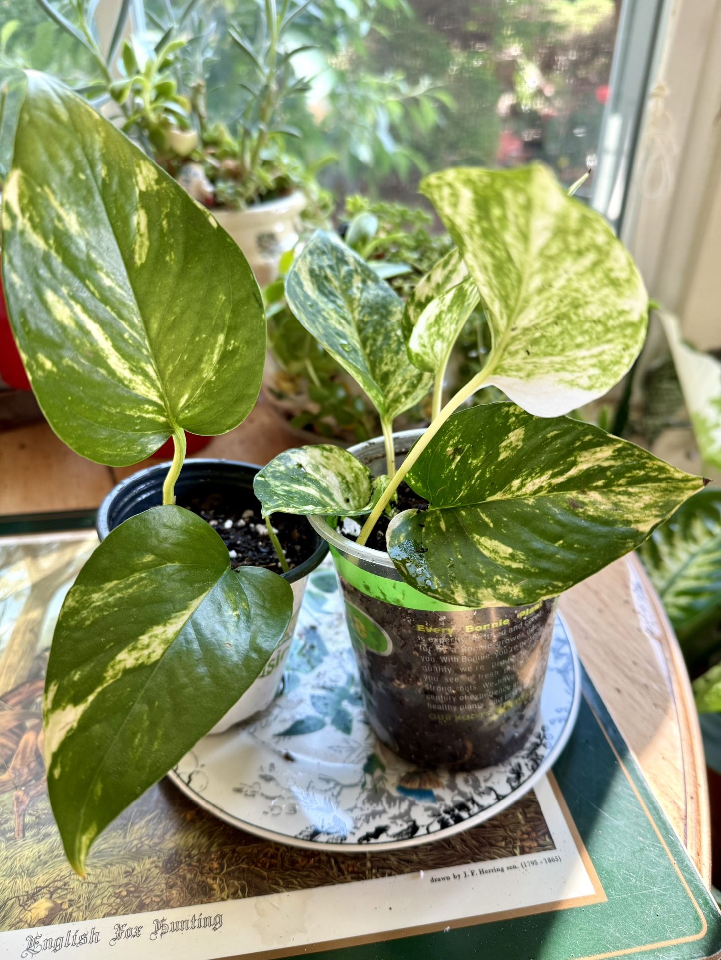 Small Potho Plants For Sale. 