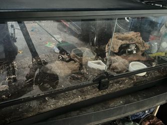 tank terrarium