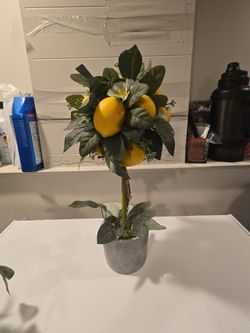 Decorative lemon plant