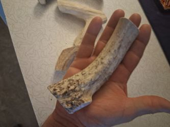 DOG,CHEWS,REAL ANTLER.