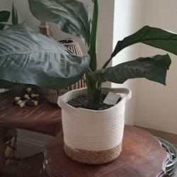 Beautiful Faux Plant And Cloth Pot