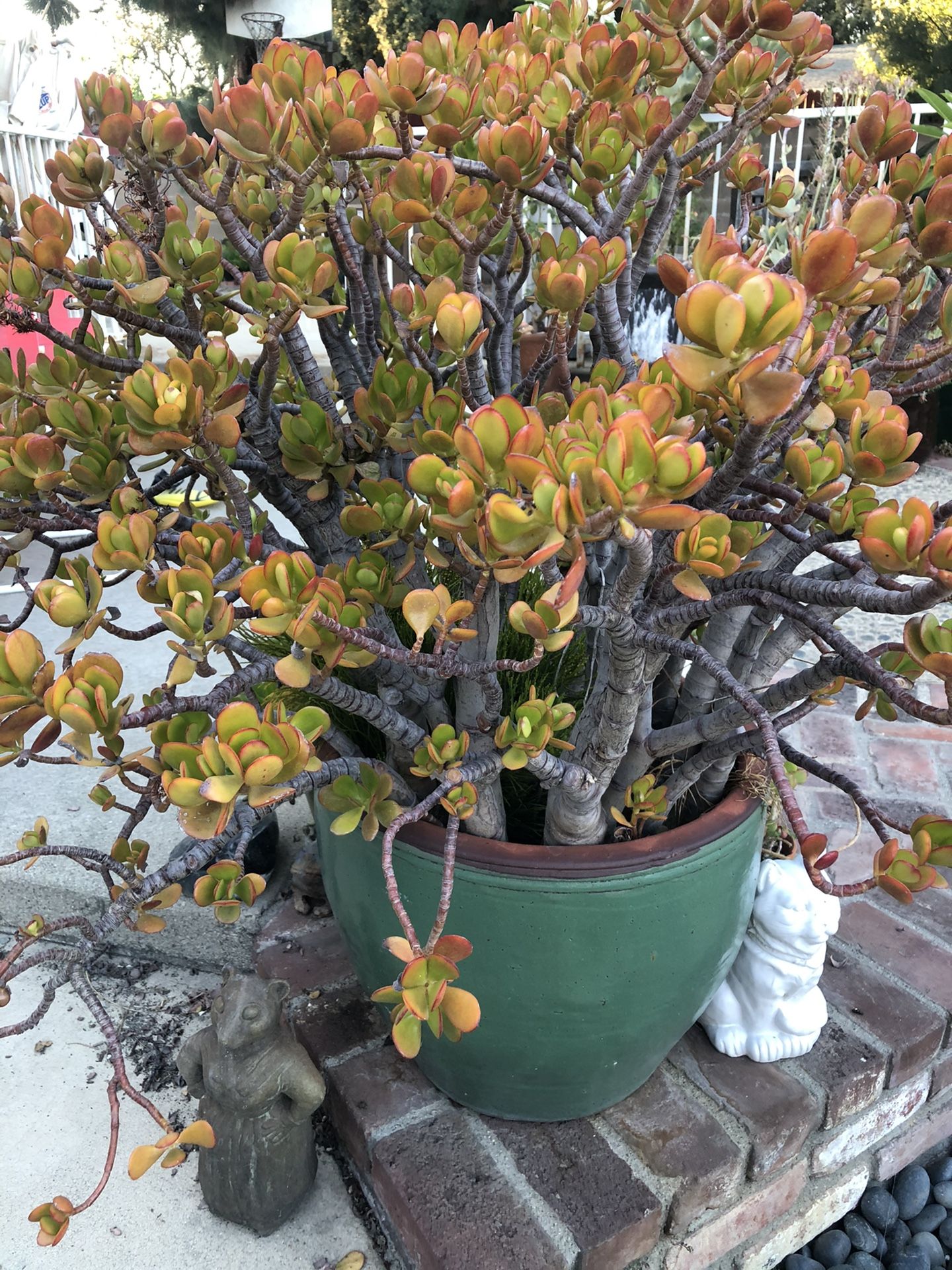 Large Jade Plant with some companion plant