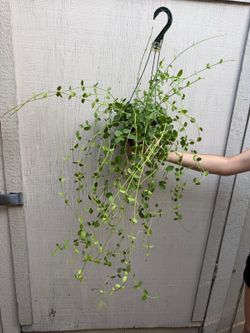 6” hoya cumingiana XL