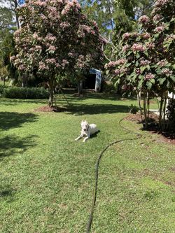Clerodendrum/ Star Burst Trees
