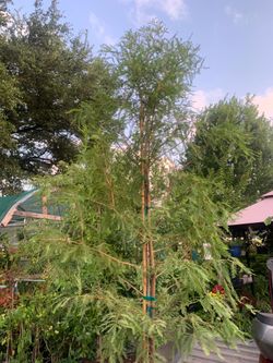 Bald Cypress tree big