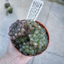 4” haworthia cooperi