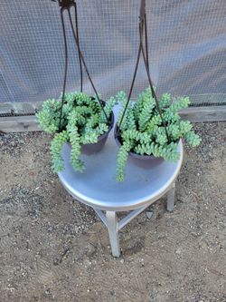 Donkey Tail Plant  6" Nursery Pot  $6 each