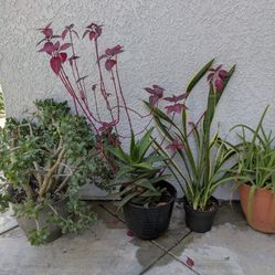 Outdoor Potted Plants 
