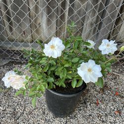 Iceberg Rose Plant In 5gl