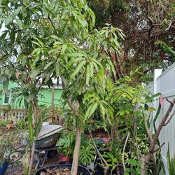 Mango Tree
