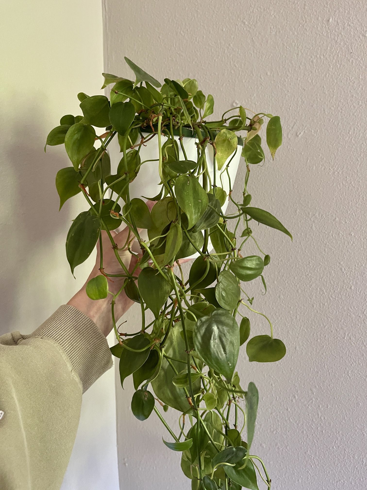 Heart Leaf Philodendron 