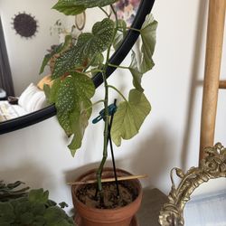 Polka Dot Begonia (Angel Wing Begonia) – Unique & Eye-Catching 🌿✨