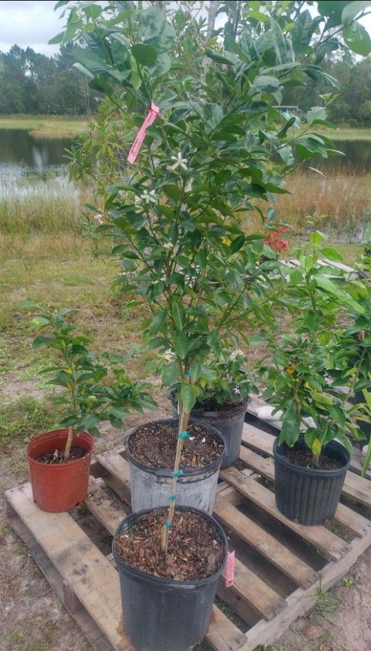 Calamondin Tree