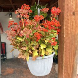 Flaming Katy In A Hanging Pot Plant 