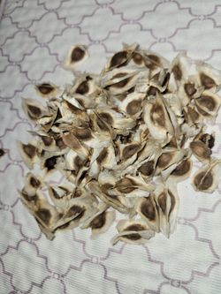 Moringa Seeds 100% Organic
સરગવાના બીયાં