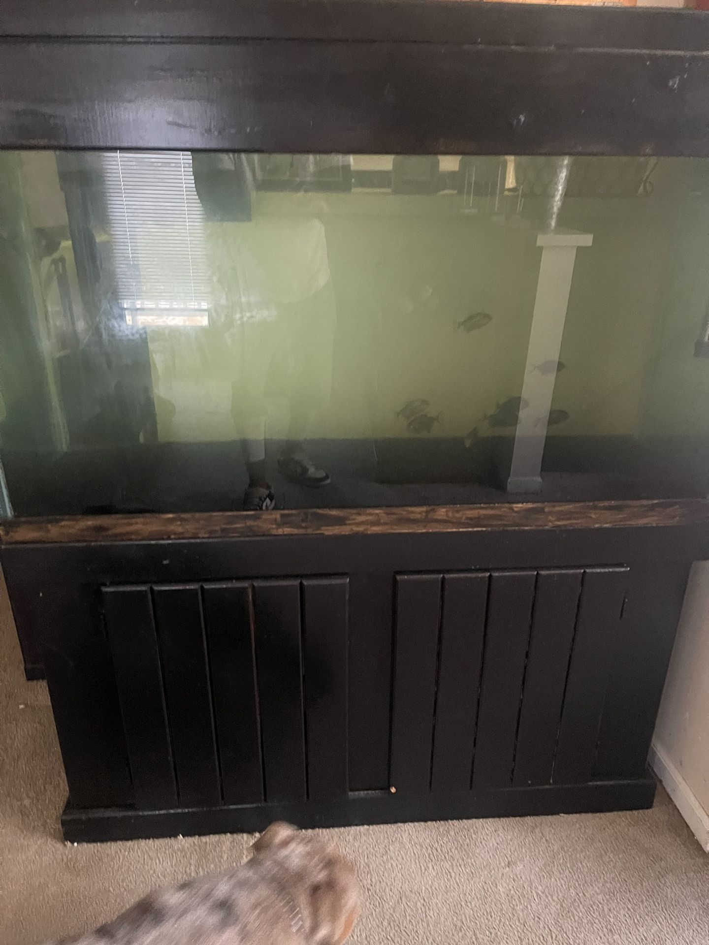 Canopy Top Fish Tank