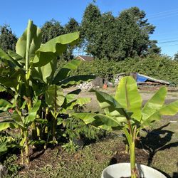 Banana Trees Many Sizes 