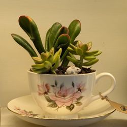 Teacup Planter 