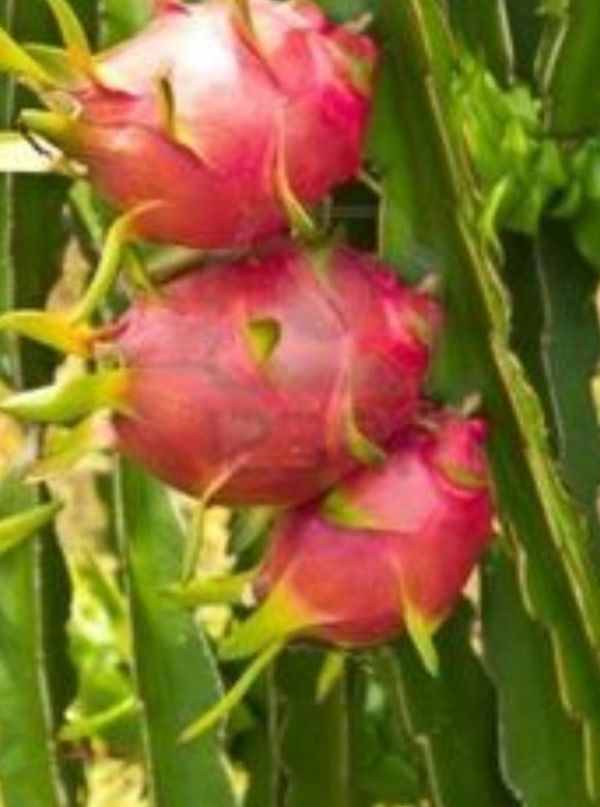 Dragon Fruit Plants for Sale in Portsmouth, VA OfferUp