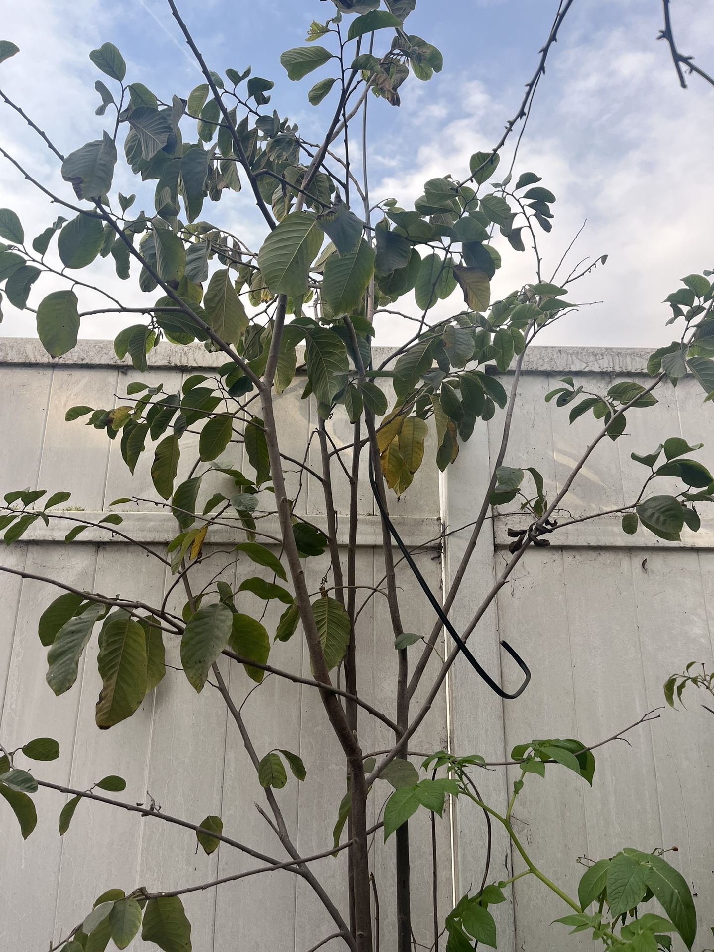 Arboles De Guayaba Y Chirimoya