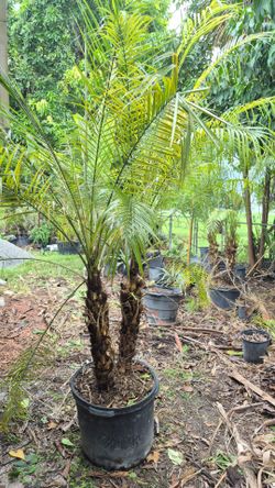 Robollinis Palms 5 feet Tall