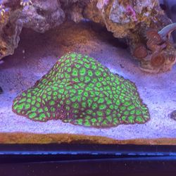 Fake Reef / Coral Decorations